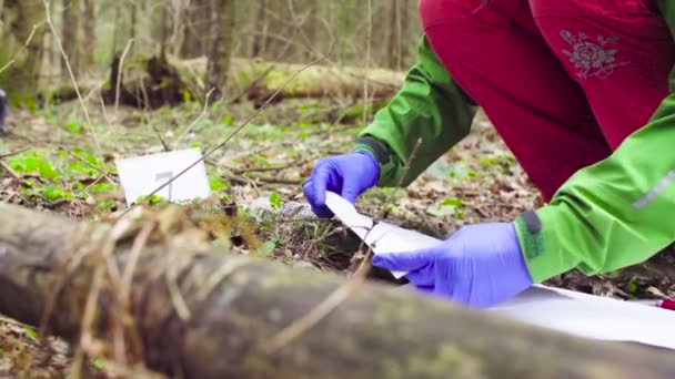 Cientista ecologista na floresta recolhendo amostras de plantas — Vídeo de Stock