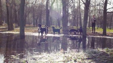 Bernese çoban köpeği kukla ile oynayan kadın