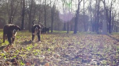 Parkta çalıştıran bernese çoban köpeği yavruları
