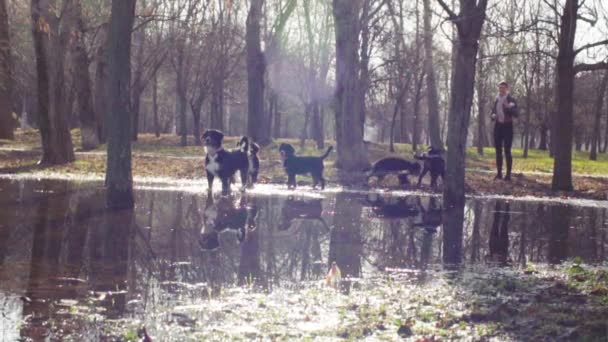 Donna che gioca con cuccioli di cane pastore bernese — Video Stock