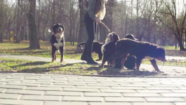 Donna che gioca con cuccioli di cane pastore bernese — Video Stock