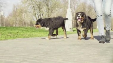 Bernese çoban köpeği yavru bir parkta bir yolda