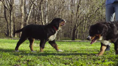Bernese çoban köpeği yavru bir parkta çimenlerin üzerinde