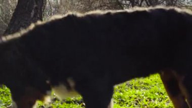 Bernese çoban köpeği yavru bir parkta çimenlerin üzerinde