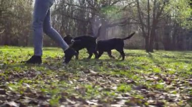 Bernese çoban köpeği ve bir parkta onu kukla