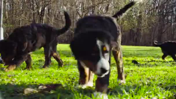 Bernese 牧羊人狗幼犬在草地上的公园 — 图库视频影像