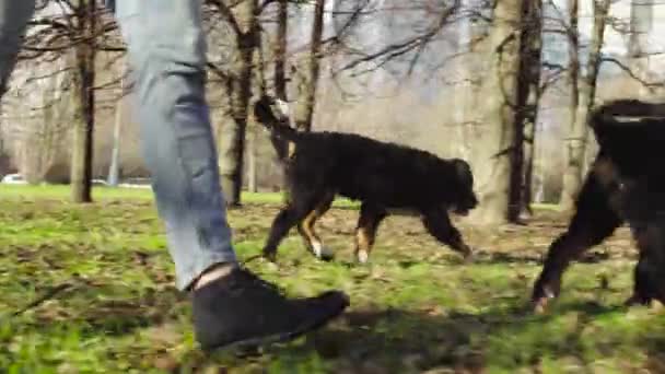 Bernese perro pastor cachorros en una hierba en un parque — Vídeo de stock