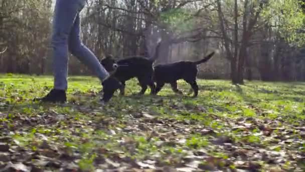 Bernese shepherd dog and her puppies in a park — Stock Video