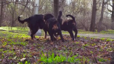 Bernese çoban köpeği ve bir parkta onu kukla