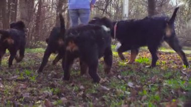 Bernese çoban köpeği ve bir parkta onu kukla