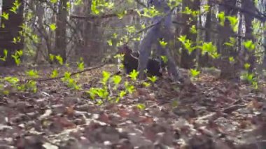 Bernese çoban köpeği kukla ile yürüyen kadın