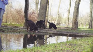 Bernese çoban köpeği yavru su birikintisi içme