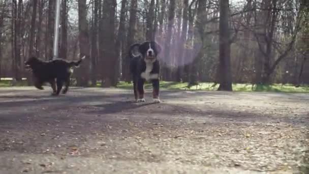 Chiots bernois chiens de berger courant dans un parc 