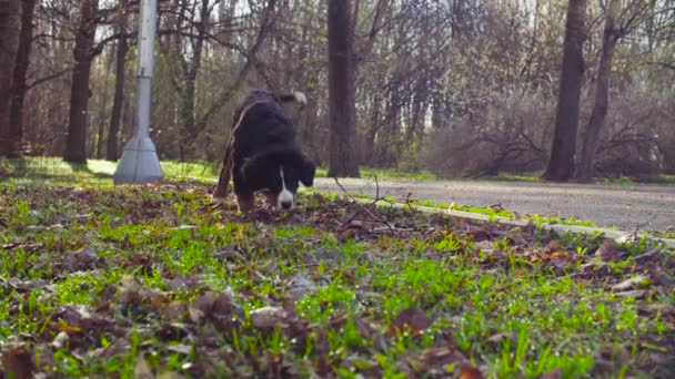 Щенки бернской овчарки прогуливаются в парке — стоковое видео