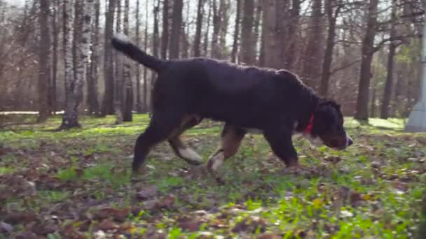 Berner herdershond en haar puppies in een park — Stockvideo