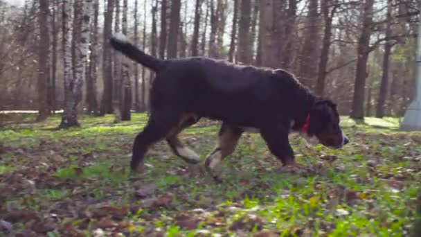 Chien de berger bernois et ses chiots dans un parc 