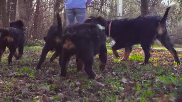 Chien de berger bernois et ses chiots dans un parc — Video