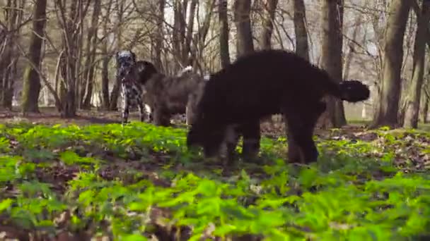 Szczenięta Owczarek Berneńskie grając w parku — Wideo stockowe