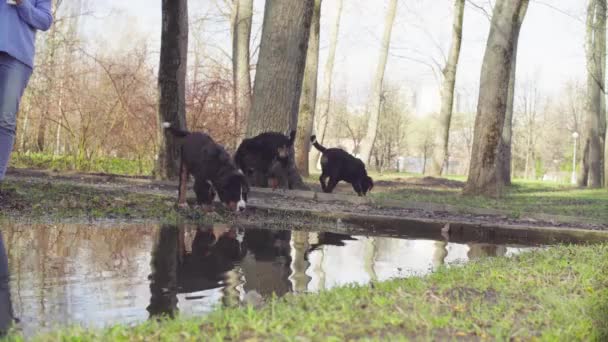 Bernese shepherd dog puppies drinking from puddle — Stock Video
