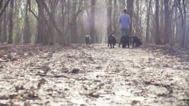 Bernese çoban köpeği kukla ile yürüyen kadın