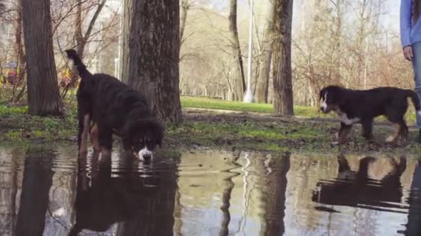 Berner Schäferhundewelpen trinken aus Pfütze — Stockvideo