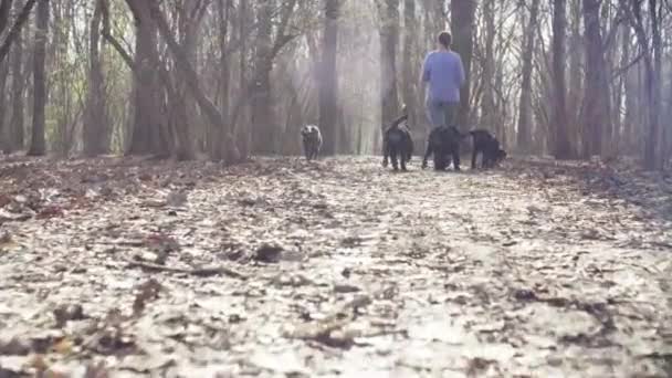 Kvinnan promenader med bernese vallhund valpar — Stockvideo