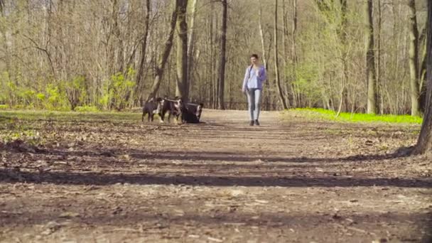 Mujer caminando con perros pastor bernés cachorros — Vídeos de Stock