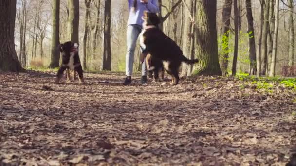 Женщина, гуляющая с щенками-овчарками Бернеза — стоковое видео
