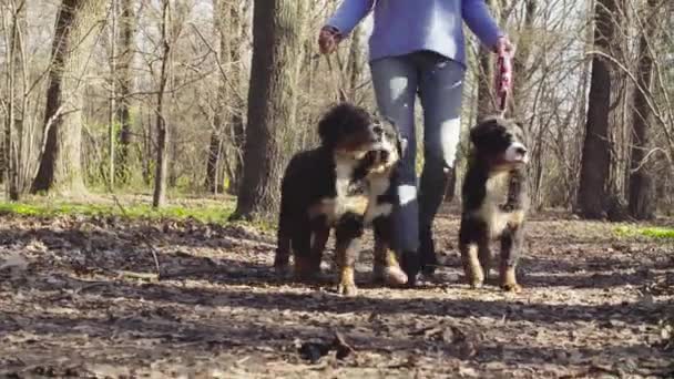 Uma mulher leva cachorros Bernese Shepherd em trelas . — Vídeo de Stock