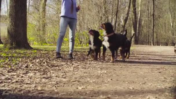 Vrouw lopen met Berner Herder pups — Stockvideo