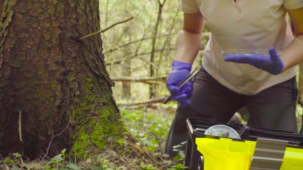 Wissenschaftler Ökologe im Wald entnimmt Proben von Pflanzen — Stockvideo