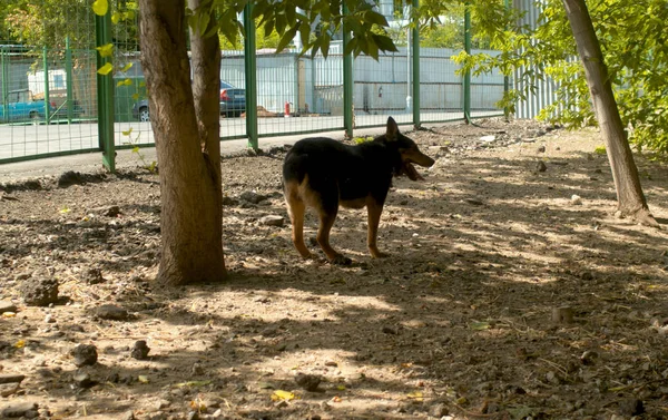 Disabled dog running near the fence