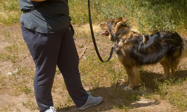 Женщина-волонтер гуляет с собакой — стоковое фото