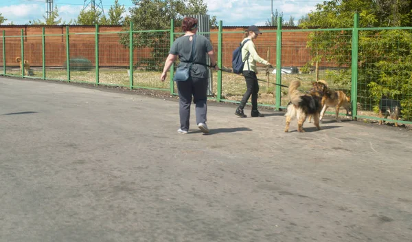 Duas mulheres voluntárias caminhando com os cães — Fotografia de Stock