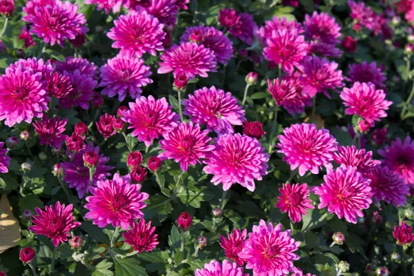 Chrysanthemumblommor rosa — Stockfoto
