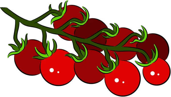 Los tomates en la rama — Vector de stock