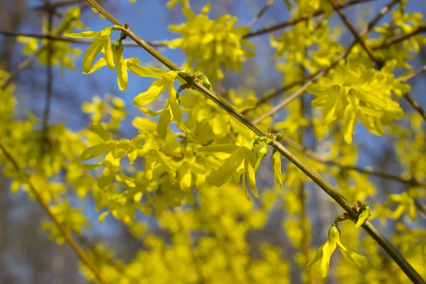 Forsythie jaune en floraison — Photo
