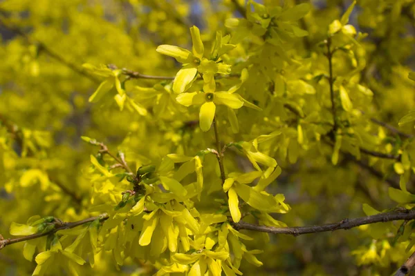 Forsythie jaune en floraison — Photo