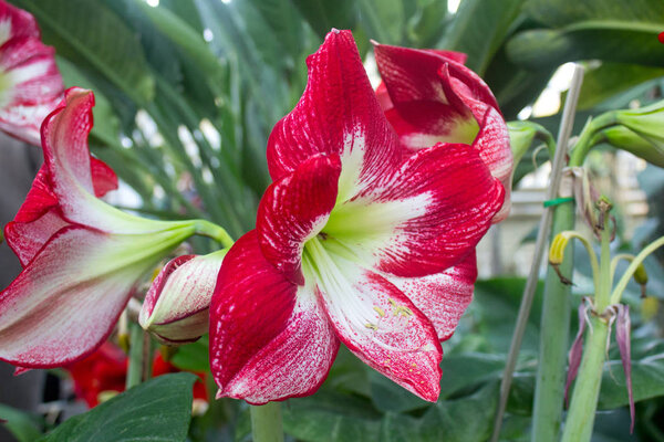 Blooming Red Amaryllis