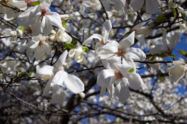 Manolya çiçek beyaz