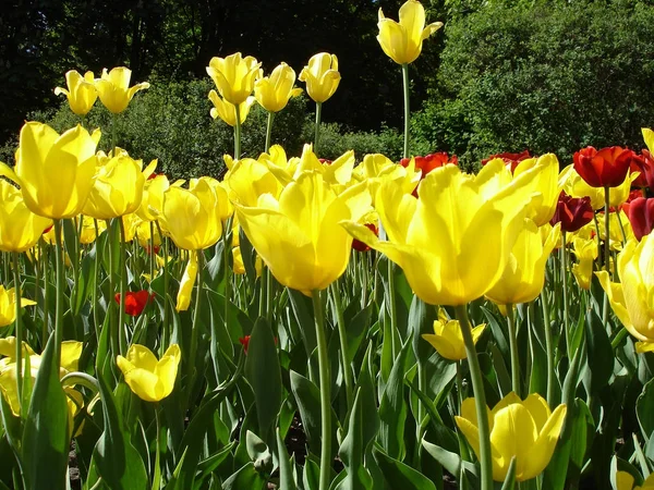 Gul tulpan blommor — Stockfoto