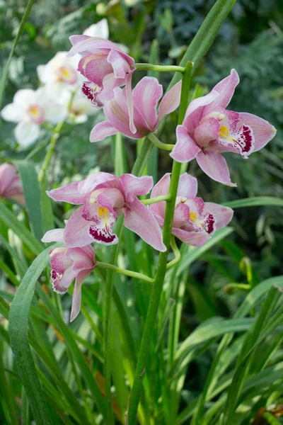 Orquídea flor rosa —  Fotos de Stock