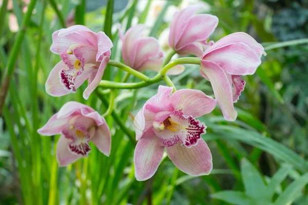 Orkidé blomma rosa — Stockfoto