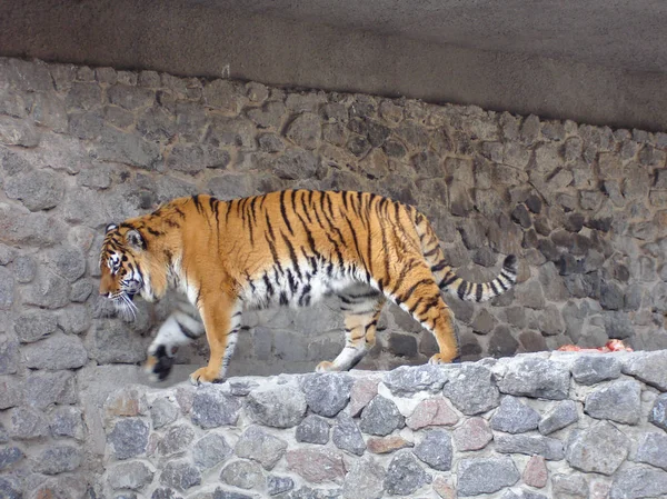 Tigre siberiano caminando — Foto de Stock