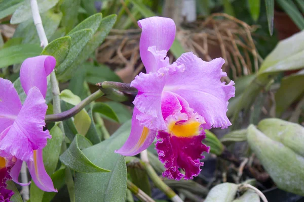 Fiore di orchidea rosa — Foto Stock