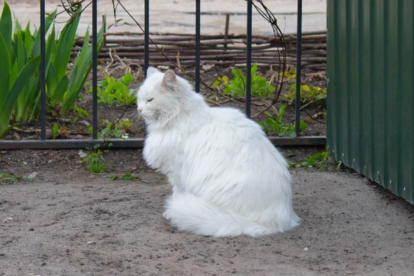 Άσπρη γάτα νωρίς το πρωί — Φωτογραφία Αρχείου