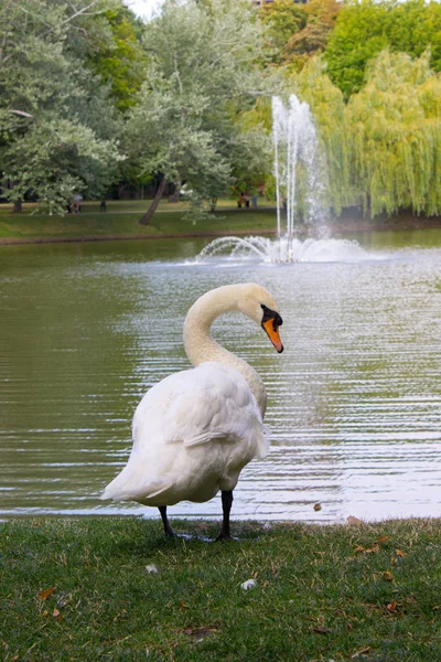 Grote witte zwaan — Stockfoto