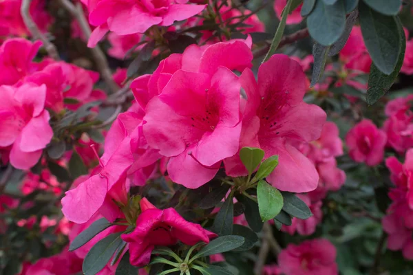 Röd Azalea blomma — Stockfoto