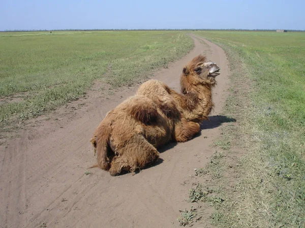 Camelo na estrada — Fotografia de Stock