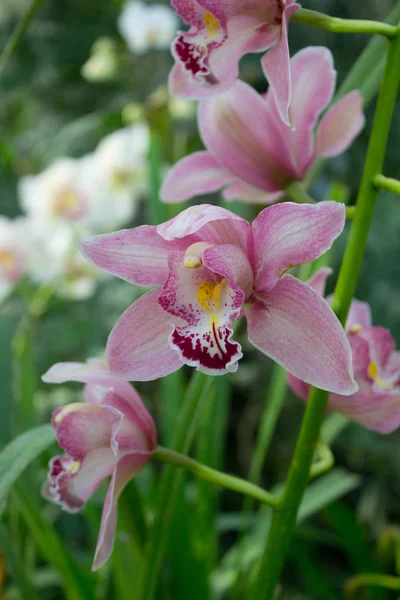 Fiore di orchidea rosa — Foto Stock